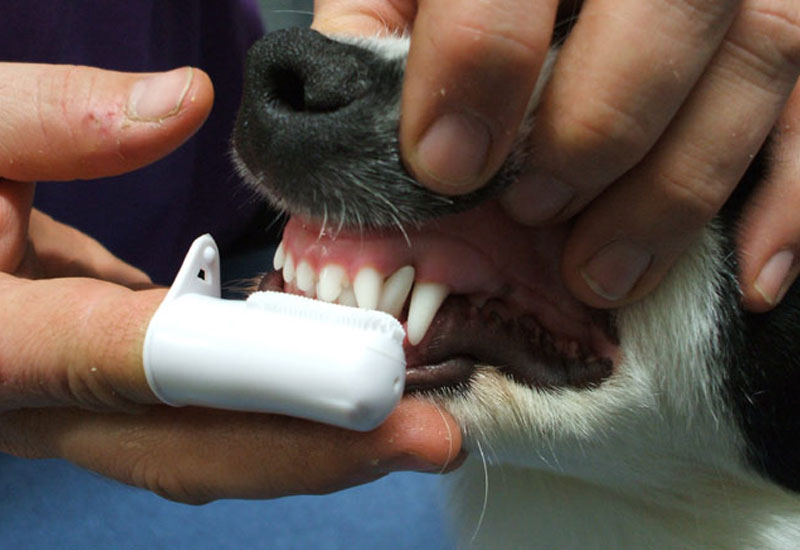 Pets Dentist in Bangalore